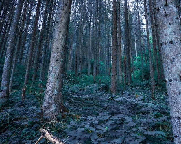 Wild dicht bos. Dennen struikgewas. Prachtig en fantastisch bos