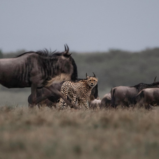 Foto wild dier gevaar cheetah luipaard natuur