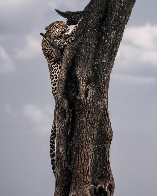 wild dier gevaar cheetah luipaard natuur