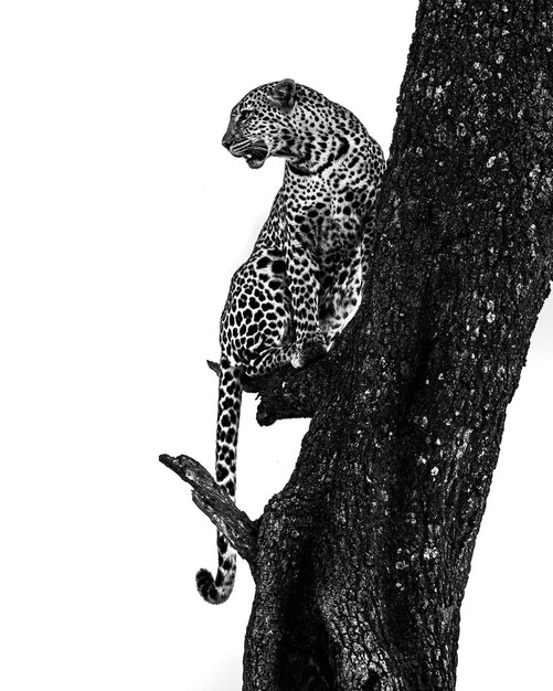 Foto wild dier gevaar cheetah luipaard natuur