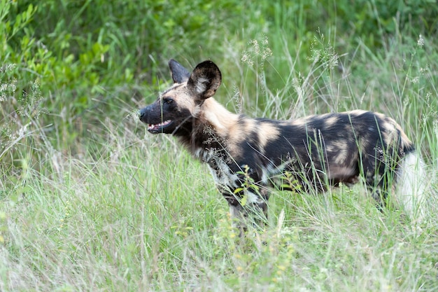 Wild Dog alone and observant standing in profile in the grass