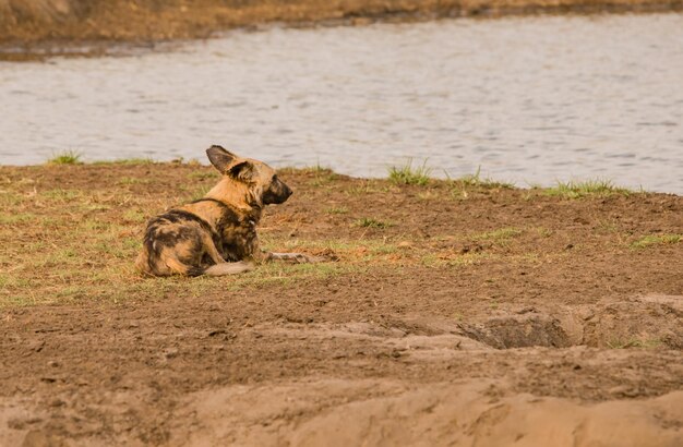 Foto cane selvaggio che si riposa sul campo vicino al lago