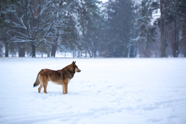 Wild dog in the snow in the forest