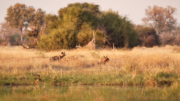 Foto cani selvatici a caccia di impala disperati