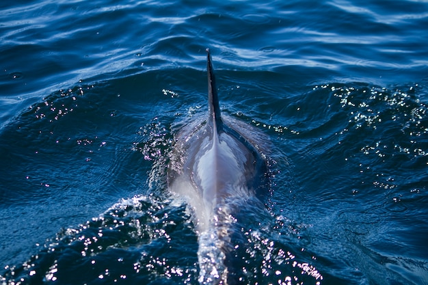 Wild dolphins