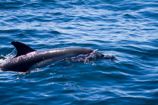 Wild dolphins