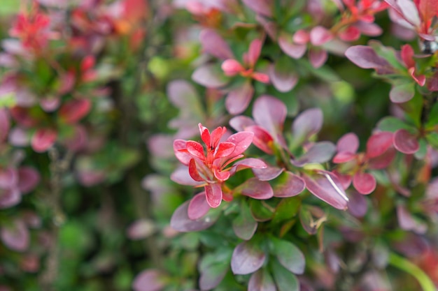 Wild donkerrode plant met dauwdruppels close-up op natuurlijke achtergrond. Hoge kwaliteit foto