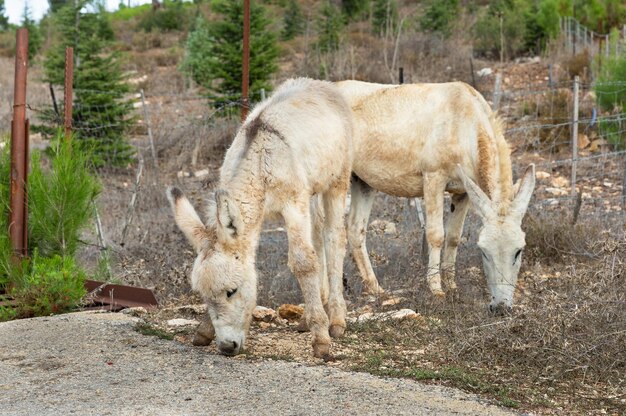 Wild donkeys by the road in northern Israel