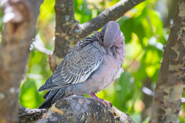 quotpombaoquot 또는 quotasa brancaquot 또는 quotpomba carijoquot Patagioenas picazuro로 알려진 야생 비둘기