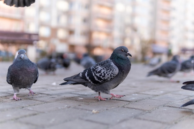 A wild dove with a gray color is a wild pigeon on a paving\
square in autumn all around a flock of birds