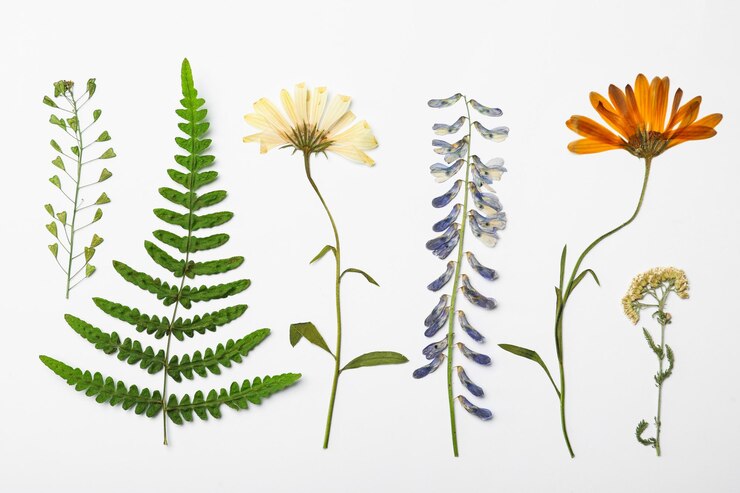 Photo 白い背景の上から見える野生の乾燥した草原の花