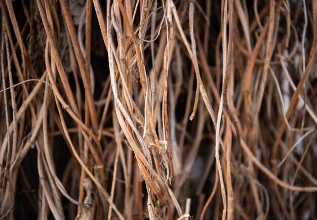 Foto wild droge wijnstok achtergrond detail van de natuurlijke achtergrond