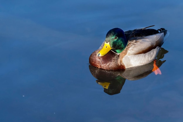 Wild duck bird portrait on lake bled