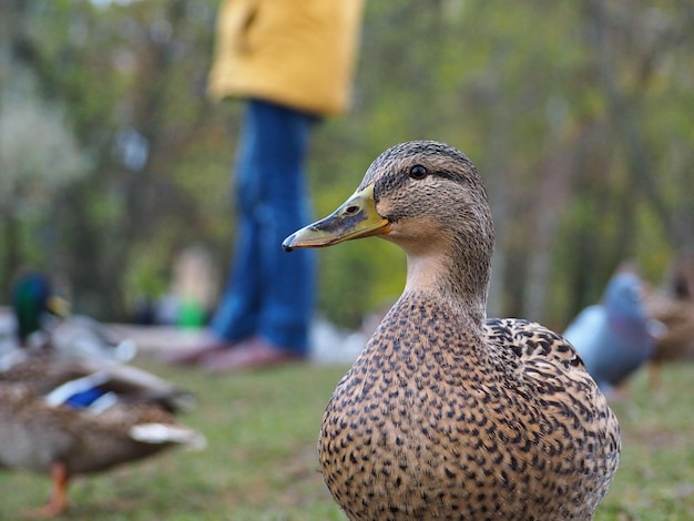 Wild duck close up Anas platyrhynchos Gatchina Russia