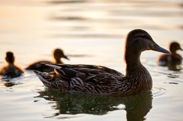明るい夕日のバードウォッチングのコンセプトで湖の水で泳ぐ母鳥と彼女のひよこの野生のアヒルの家族