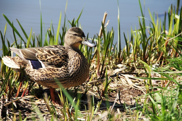 Wild duck female at the bank of the river