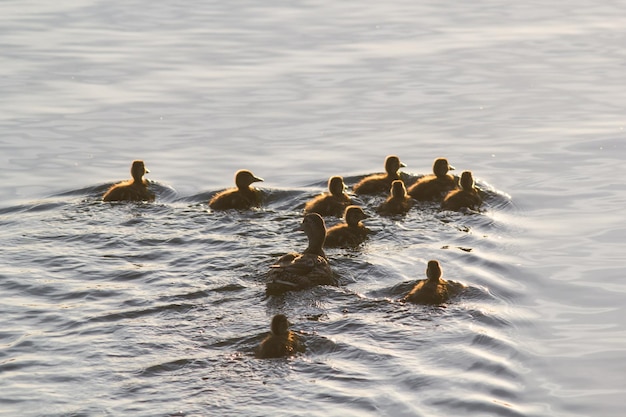 Wild duck female with her ducklings swimming in lake