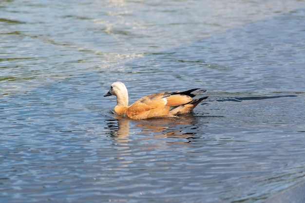 Wild duck floating in the city park pond. Wild nature.