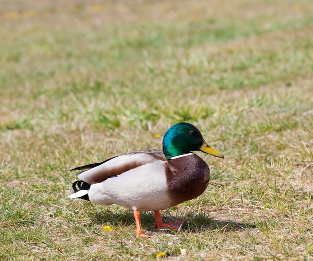 草の上の野生のカモ