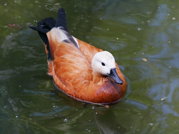 野生のカモがカメラの近くを泳いでいます