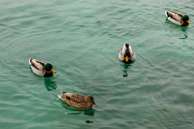 Wild duck of Lake Garda in winter. Low temperatures make them slow and quieter.