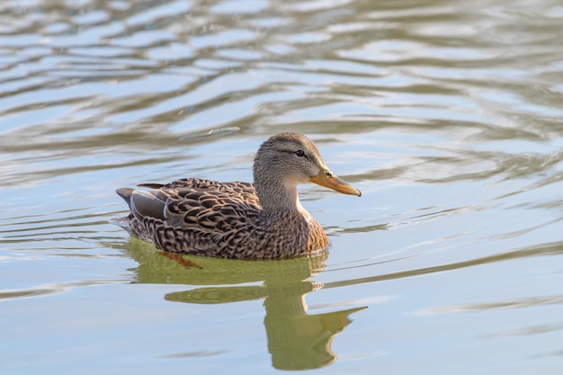 Wild duck Mallard Anas platyrhynchos. Female Duck.