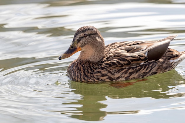 Wild duck Mallard Anas platyrhynchos. Female Duck.