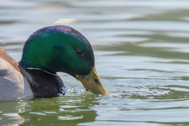 Anasplatyrhynchosをはねかける野生のカモマガモ。男性のアヒル