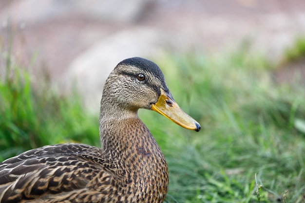 Wild duck in nature close-up. horizontal frame