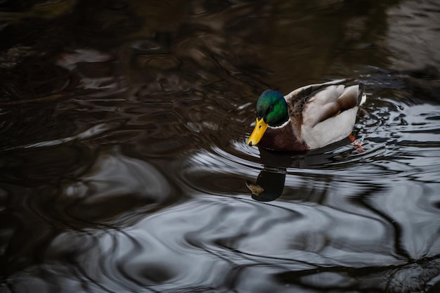 Wild duck in the pond, water reflection and waves in the lake, group of ducks
