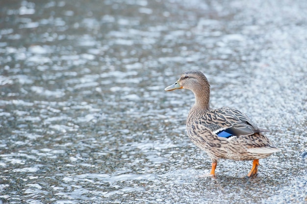 wild duck on the sea shore