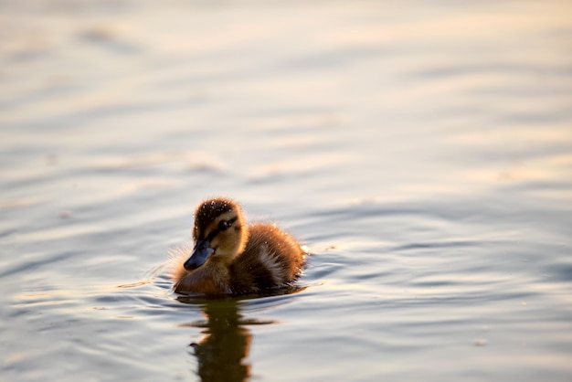 明るい夕日のバードウォッチングの概念で湖の水に泳ぐ野生のカモ