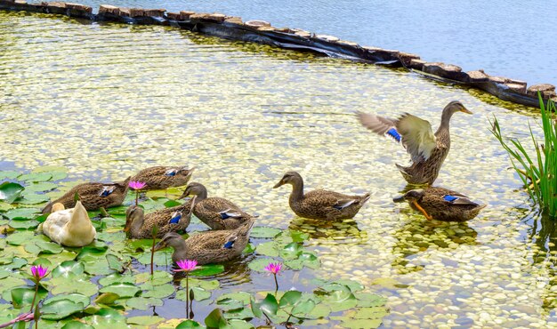 蓮の池で泳ぐ野生のアヒル