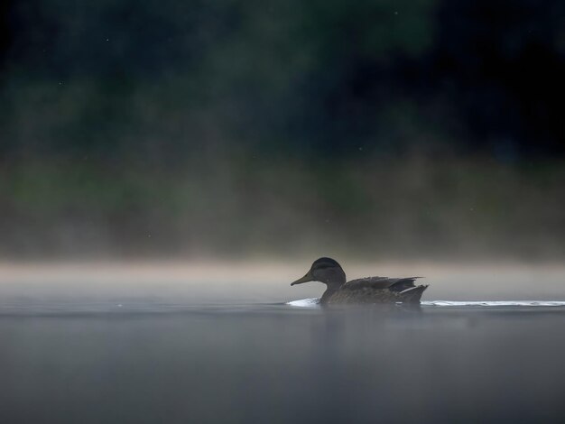 Photo wild duck swimming in the middle of floating fog at nightwildlife photo