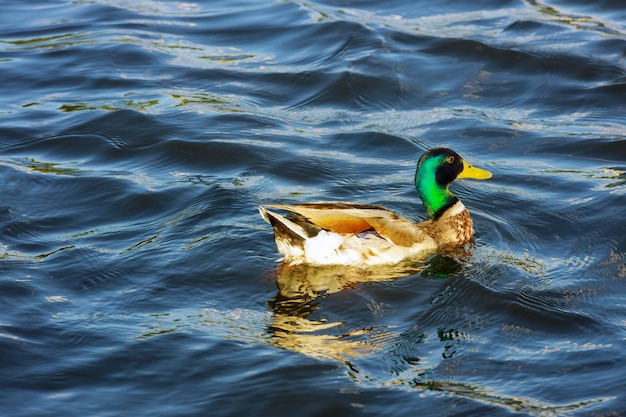 Wild duck swimming on in mountain lake on the water