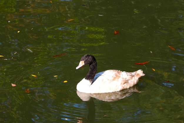 A wild duck swims on the lake Migratory birds