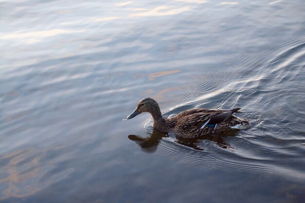 Wild duck swims in the lake at sunset.