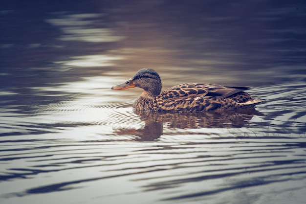 Wild duck swims in the lake