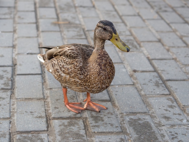 Wild duck walks along the embankment close-up