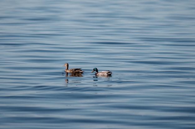 Wild ducks are swimming in the water