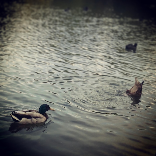 Photo wild ducks on a body of water