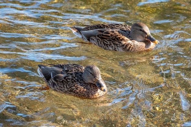 Photo wild ducks graze on the pier and swim on the pond