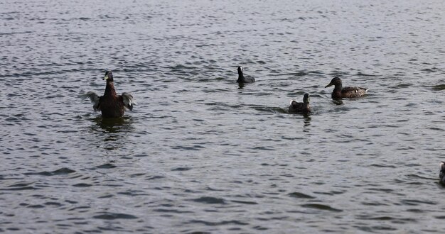 Foto anatre selvatiche sul lago in estate