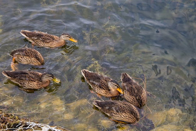 Wild ducks on the lake surface