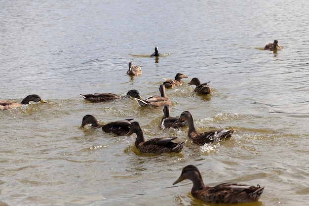 wild ducks on the lake
