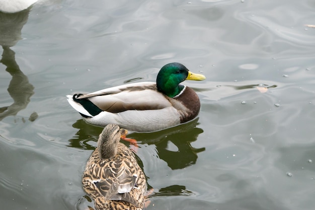 Wild ducks male and female on the lake in a rainy day