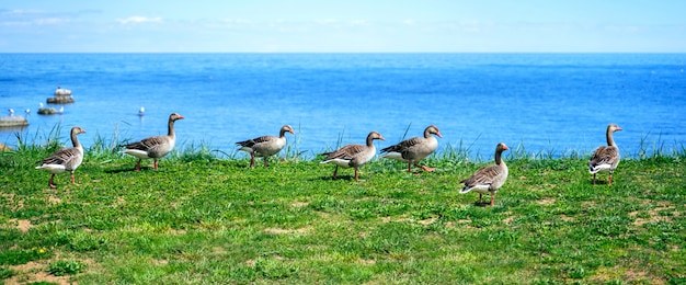 岸に立っている野生のカモマガモAnas platyrhynchos