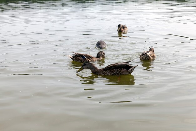 Foto anatre selvatiche nell'ambiente naturale, anatre selvatiche nel territorio dei laghi, stagione primaverile con anatre di uccelli selvatici