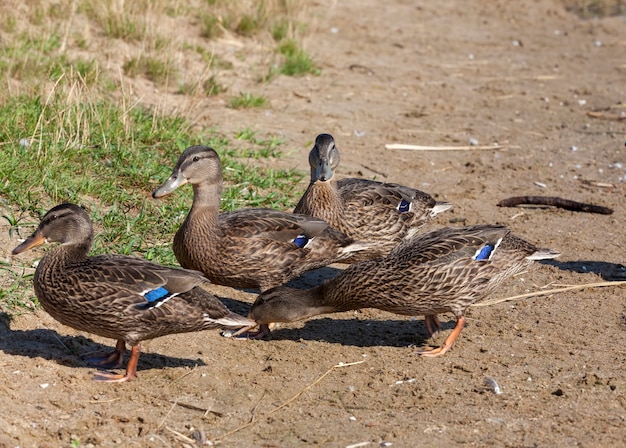 Wild ducks in nature