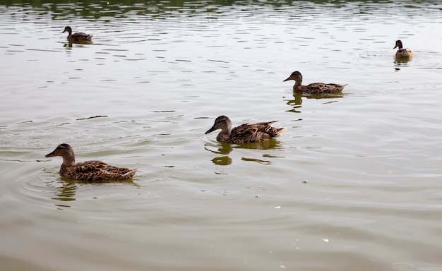 Anatre selvatiche in natura